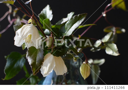 乳白色の冬咲きクレマチスの花 乳白色の冬咲きクレマチスの花 111411266