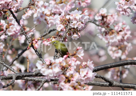 満開の桜の枝で一休みするメジロ 満開の桜の枝で一休みするメジロ 111411571