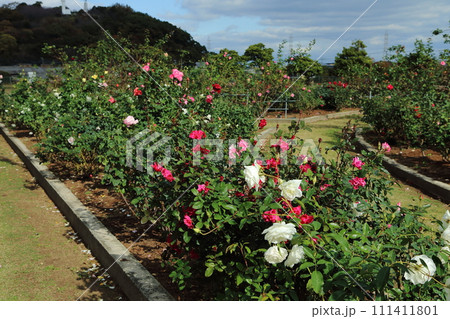 荒尾市　おもやい市民花壇　バラの花、 111411801