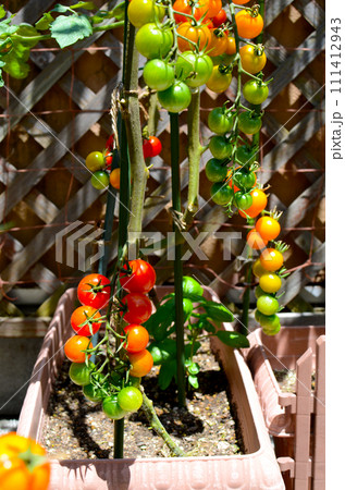 たわわに実ったカラフルミニトマト 111412943