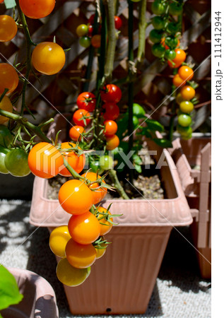 たわわに実ったカラフルミニトマト 111412944