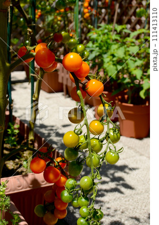 たわわに実ったカラフルミニトマト 111413110