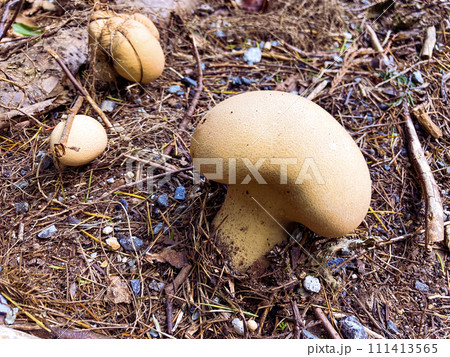 白いキノコ オニフスベの幼菌 111413565