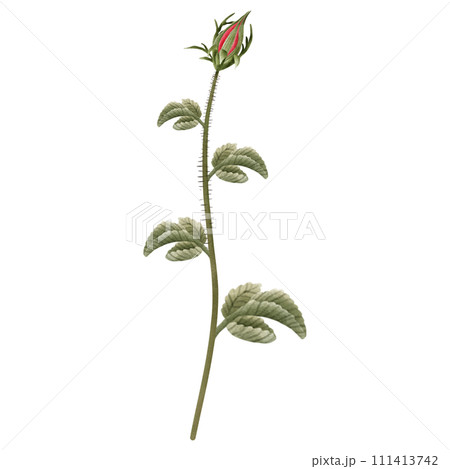 hand painted watercolor pink rose flower hand painted watercolor pink rose flower 111413742