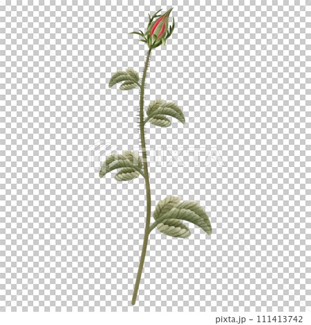 hand painted watercolor pink rose flower hand painted watercolor pink rose flower 111413742