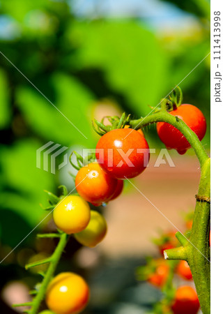 夏の日差しを浴びて　元気に育つ　ミニトマト 111413998