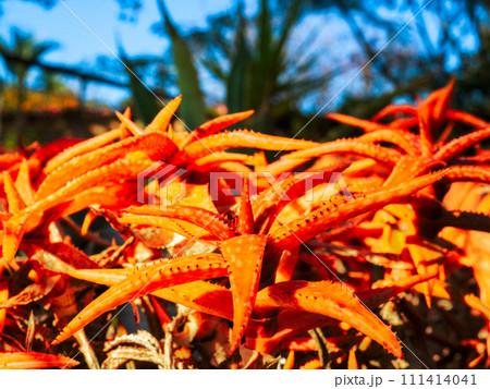 光沢あるオレンジ色のアロエ 111414041