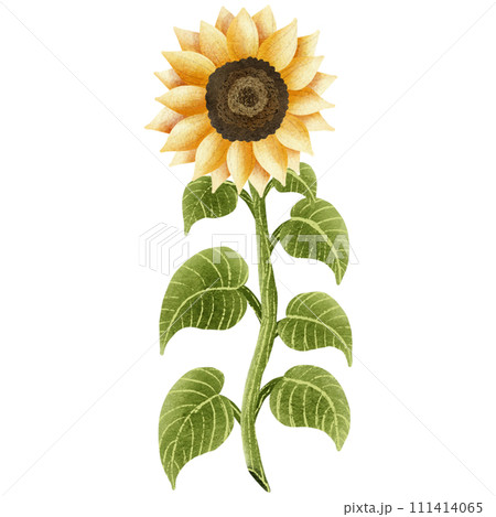 hand painted watercolor sunflower 111414065