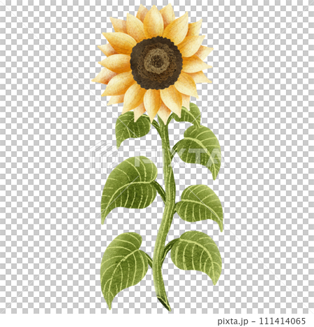 hand painted watercolor sunflower 111414065
