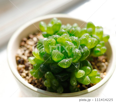 多肉植物：陽に透けるハオルチア・オブツーサの葉 111414225