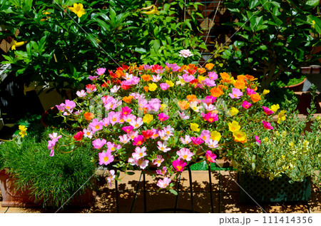 フラワーガーデン 沢山の花が毎日癒しのルーフバルコニー フラワーガーデン 沢山の花が毎日癒しのルーフバルコニー 111414356