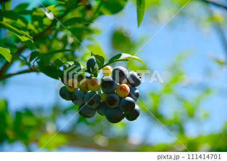 青空の下　日差しを浴びて美味しくなった　食べごろブルーベリー 111414701
