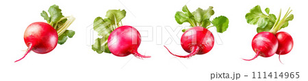 Radish vector set isolated on white background Radish vector set isolated on white background 111414965