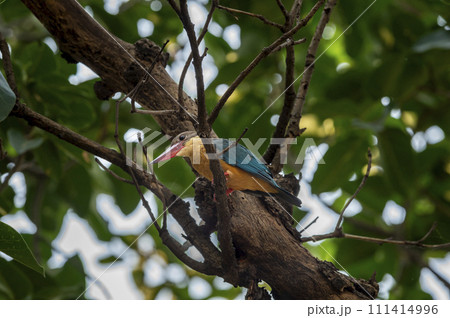 stork billed kingfisher or tree kingfisher or Pelargopsis capensis bird closeup perched on tree branch in natural green background during winter season safari at national park forest of india stork billed kingfisher or tree kingfisher or Pelargopsis capensis bird closeup perched on tree branch in natural green background during winter season safari at national park forest of india 111414996