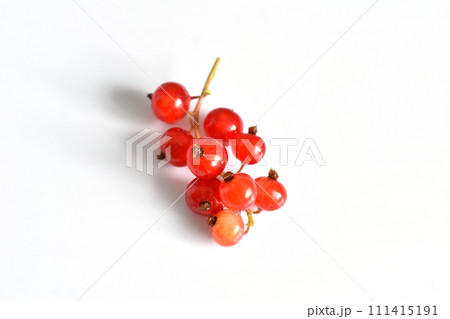 Branch with red currant berries on white. Branch with red currant berries on white. 111415191