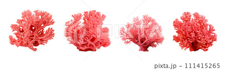 Red coral vector set isolated on white background Red coral vector set isolated on white background 111415265