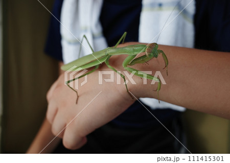 カマキリを持つ子供 カマキリを持つ子供 111415301