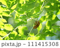 セミの抜け殻 111415308