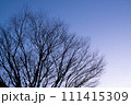 冬の空に浮かぶ木 111415309