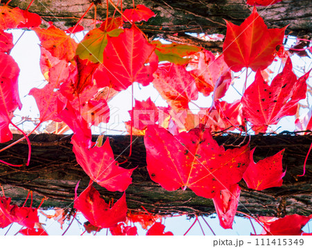 梁から垂れ下がり真っ赤に色付いた蔦紅葉(ツタモミジ) 梁から垂れ下がり真っ赤に色付いた蔦紅葉(ツタモミジ) 111415349