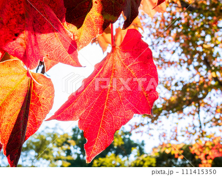梁から垂れ下がり真っ赤に色付いた蔦紅葉（ツタモミジ） 111415350