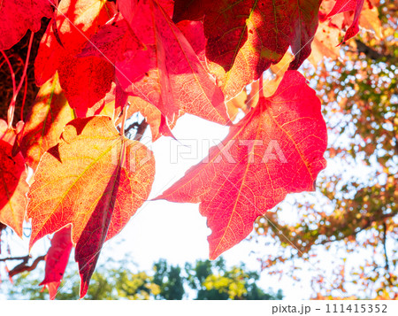 梁から垂れ下がり真っ赤に色付いた蔦紅葉（ツタモミジ） 111415352
