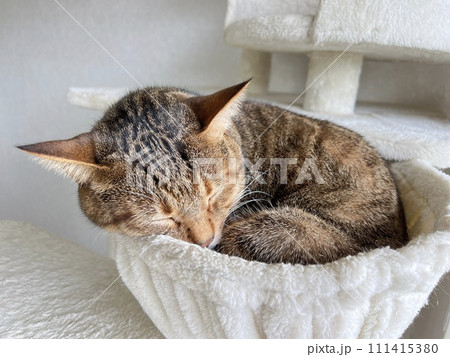 【保護猫】キャットタワーのニャンモックで眠る3歳のキジトラ猫 【保護猫】キャットタワーのニャンモックで眠る3歳のキジトラ猫 111415380