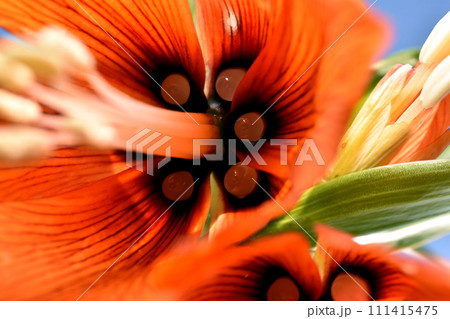Inside view of a gladiolus flower. Inside view of a gladiolus flower. 111415475