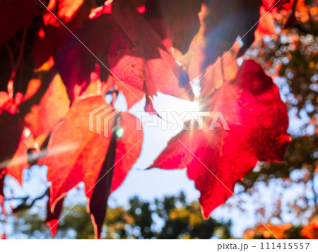梁から垂れ下がり太陽の逆光に映える真っ赤に色付いた蔦紅葉（ツタモミジ） 111415557