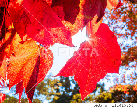 梁から垂れ下がり太陽の逆光に映える真っ赤に色付いた蔦紅葉（ツタモミジ） 111415559