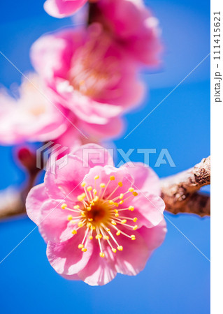 青空に映える紅梅の花　アップ 111415621