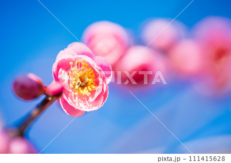 青空に映える紅梅の花　アップ 111415628