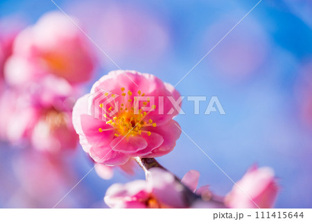 青空に映える紅梅の花 アップ 青空に映える紅梅の花 アップ 111415644