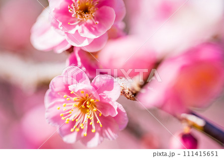 青空に映える紅梅の花　アップ 111415651
