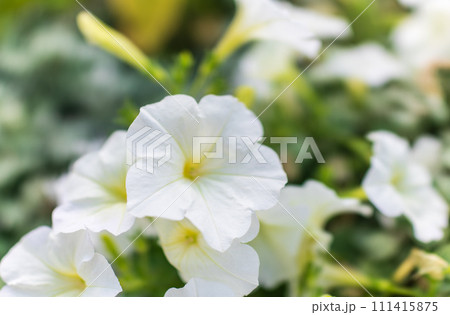 Petals of white petunia flowers. Close-up, selective focus. 111415875