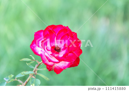 Close-up of a pink rose on green background 111415880
