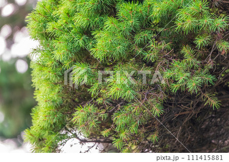 Fir branches with in the sunset light. Background of Christmas tree branches. 111415881