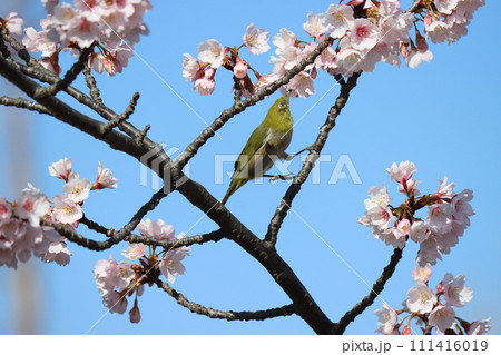 桜の花蜜は目白の大好物ー四 桜の花蜜は目白の大好物ー四 111416019