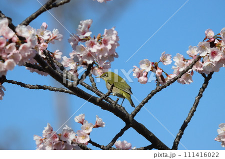 桜の花蜜は目白の大好物ー壱 桜の花蜜は目白の大好物ー壱 111416022