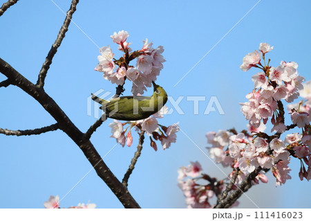 桜の花蜜はめじろの大好物 桜の花蜜はめじろの大好物 111416023