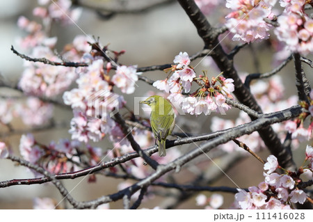 満開の桜の枝で一休みするメジロー六 満開の桜の枝で一休みするメジロー六 111416028