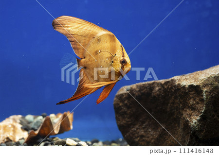 ナンヨウツバメウオ ツバメウオ 枯れ葉 擬態 マンジュウダイ レプトケファルス orbic fish ナンヨウツバメウオ ツバメウオ 枯れ葉 擬態 マンジュウダイ レプトケファルス orbic fish 111416148
