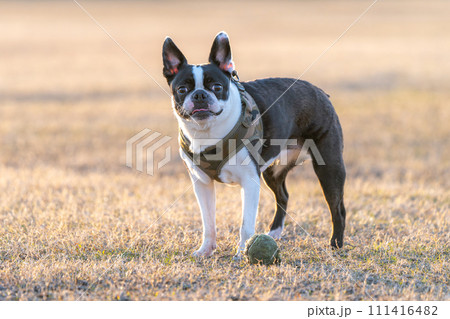 ボストンテリア ボストンテリア 111416482