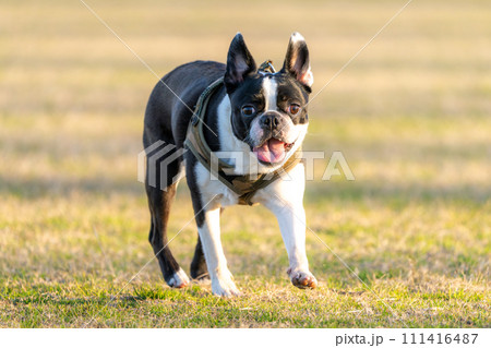 ボストンテリア ボストンテリア 111416487