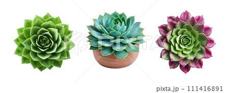 Succulent plant vector set isolated on white background 111416891