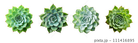 Succulent plant vector set isolated on white background 111416895