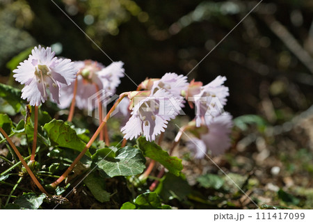 日陰に咲くイワウチワ 日陰に咲くイワウチワ 111417099