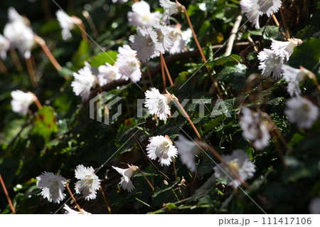 日陰に咲くイワウチワ 111417106