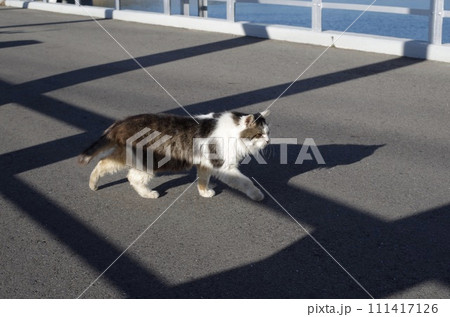 ニャンコとバイク ニャンコとバイク 111417126