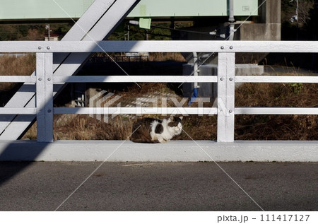 ニャンコとバイク 111417127